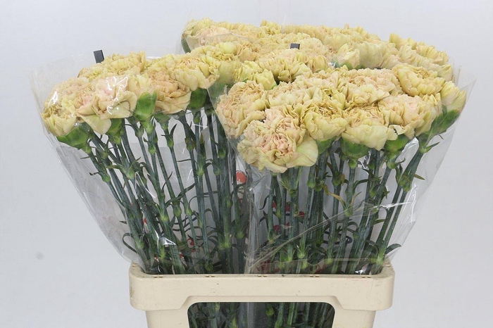 <h4>Dianthus St Lege Marrone</h4>