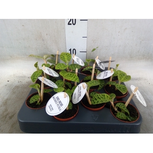 Macodes petola