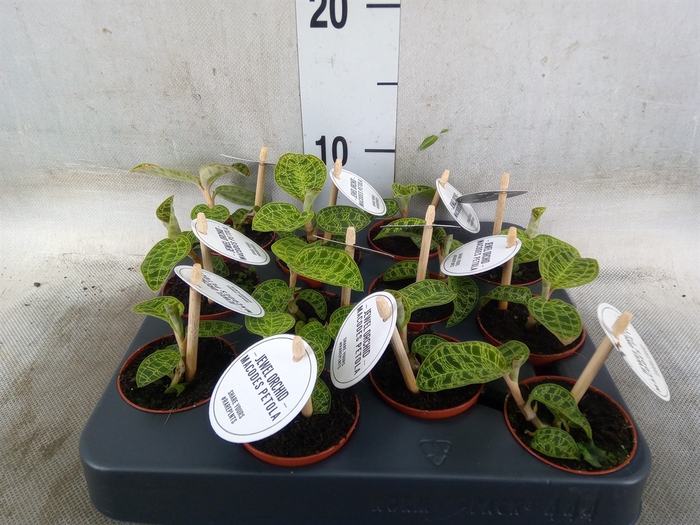 <h4>Macodes petola</h4>