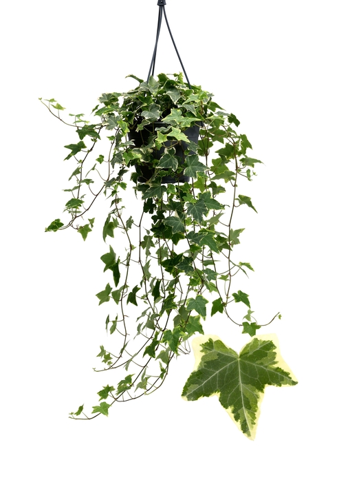 <h4>HED HE GOLDCHILD</h4>