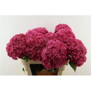Hydr M Royal Kiss Pink 80-20