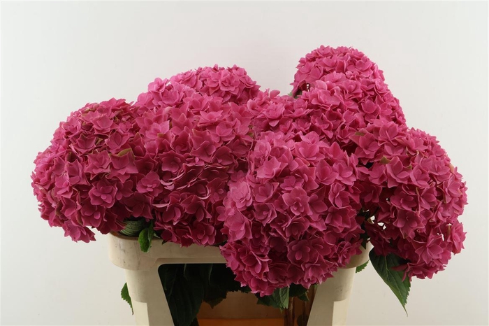 <h4>Hydr M Royal Kiss Pink 80-20</h4>