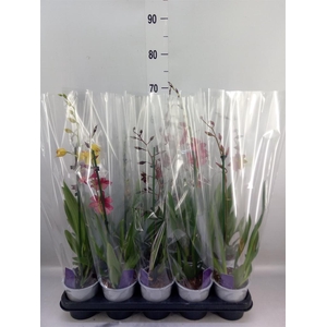 Burrageara  'Nelly Isler'