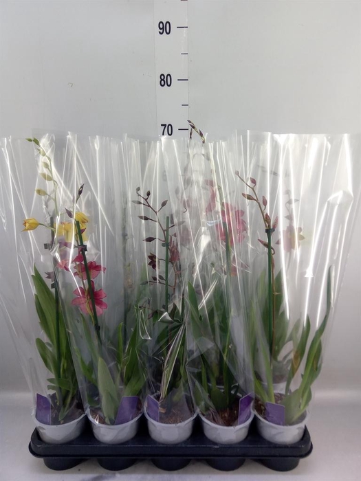 <h4>Burrageara  'Nelly Isler'</h4>