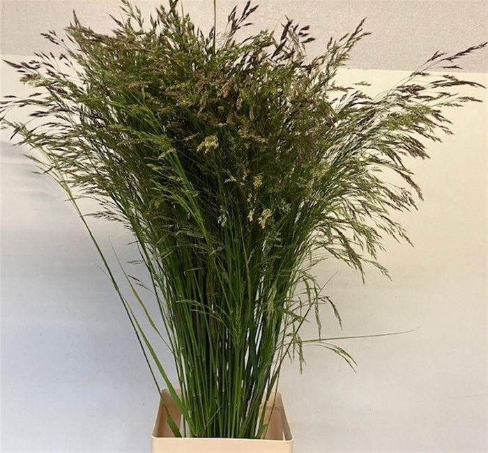 <h4>Sorghum A Panselaria</h4>