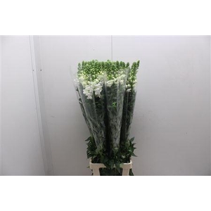 Antir Poto White 110