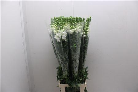 <h4>Antir Poto White 110</h4>