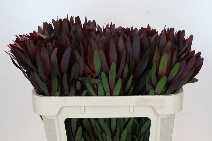 <h4>LEUCAD SAF SUNSET</h4>