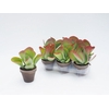 Kalanchoe thyrsiflora