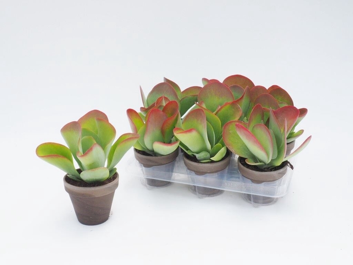 <h4>Kalanchoe thyrsiflora</h4>