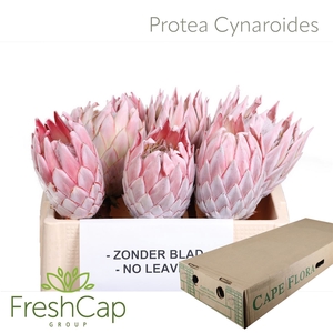 Protea Cynaroides No Leaves