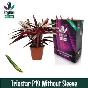 Calathea 19cm Triostar Rhythm of Nature zonder hoes (Stromanthe)