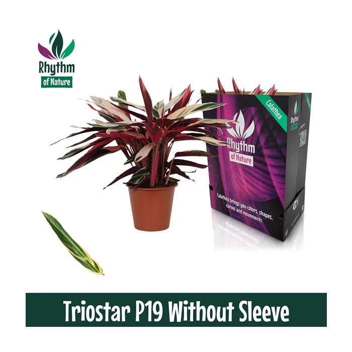 <h4>Calathea 19cm Triostar Rhythm of Nature zonder hoes (Stromanthe)</h4>