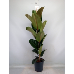 Ficus elastica 'Robusta'