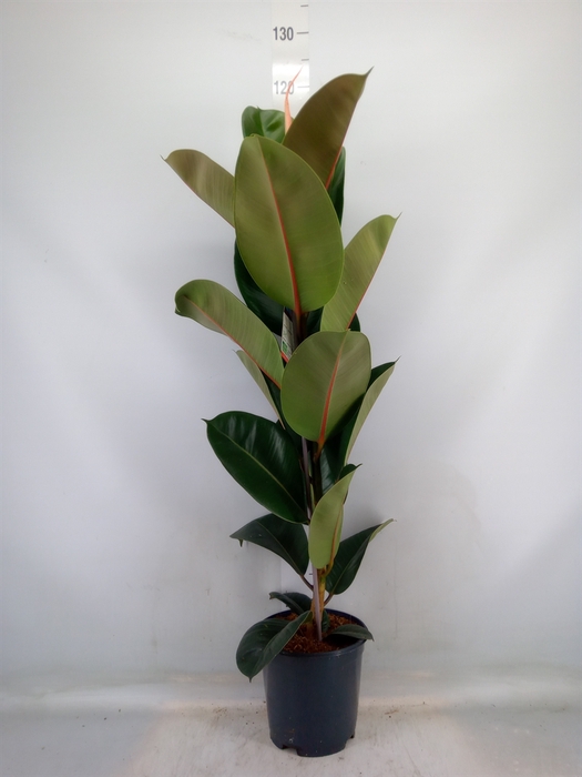 <h4>Ficus elastica 'Robusta'</h4>