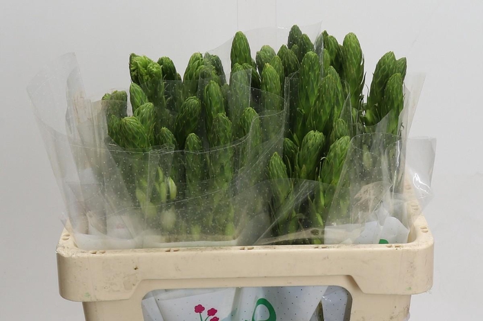 <h4>Ornithogalum Thyrsoides Milky Way</h4>