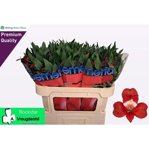 ALSTR ROCKSTAR PQ Rhein Maas