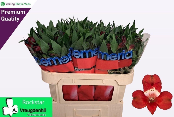 <h4>ALSTR ROCKSTAR PQ Rhein Maas</h4>