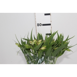 ALSTROEMERIA PAMELA 080 CM