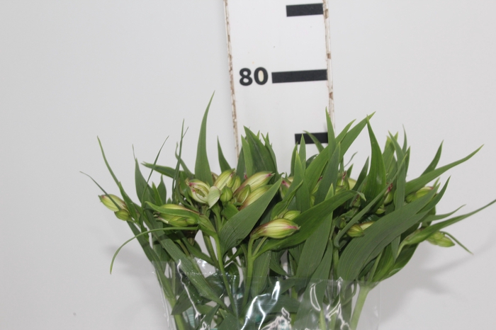 <h4>ALSTROEMERIA PAMELA 080 CM</h4>