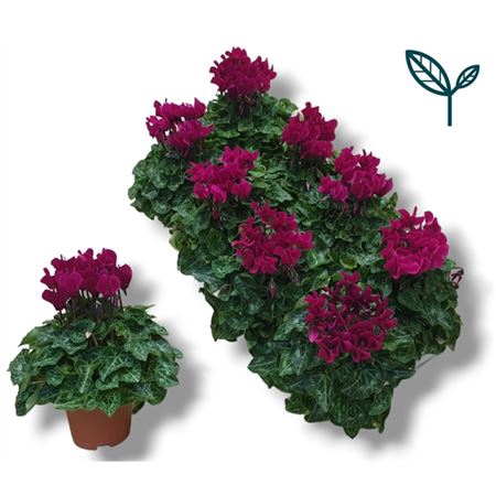 <h4>Cyclamen Kl Paars</h4>