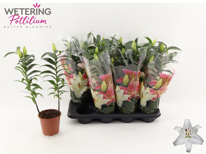 <h4>LIL OR SUN BAHAMAS</h4>