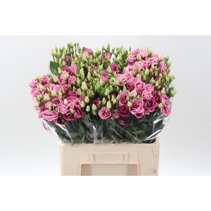 Eus G Rosi Rose Pink