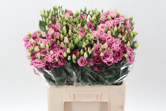 <h4>Eus G Rosi Rose Pink</h4>