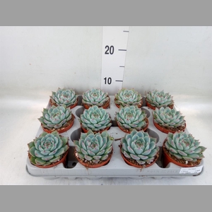 Echeveria   ...