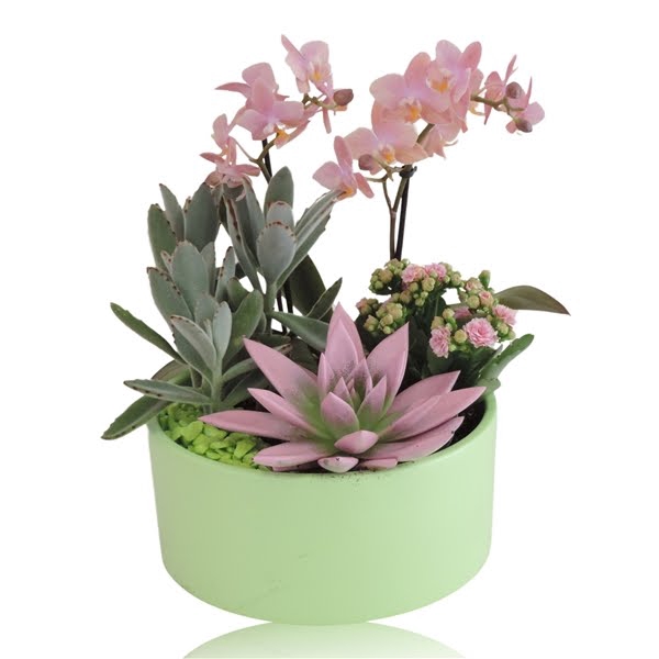 <h4>Arrangement Phalaenopsis 2 tak Keramiek schaal Mat Groen 22 cm</h4>