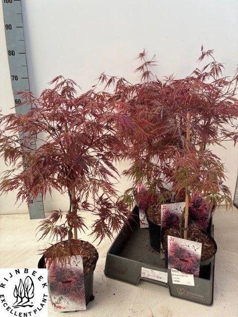 <h4>ACER PA GARNET</h4>