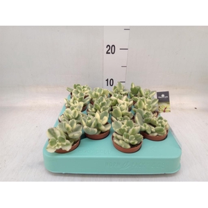 Cotyledon tome. ladys.