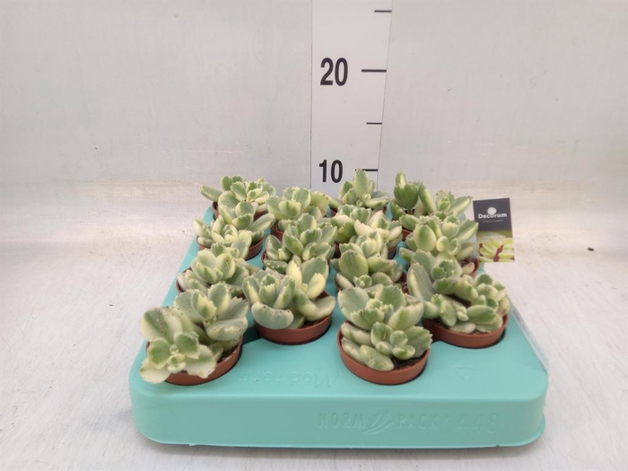 <h4>Cotyledon tome. ladys.</h4>