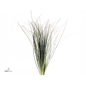 BEARGRASS X40