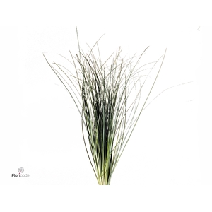 Beregras Bundled 8x5