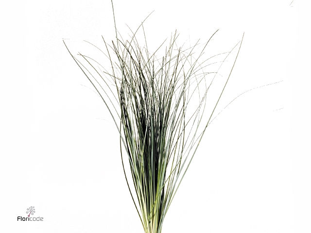 <h4>Beregras Bundled 8x5</h4>