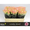 R Gr Lovely Jewel X10