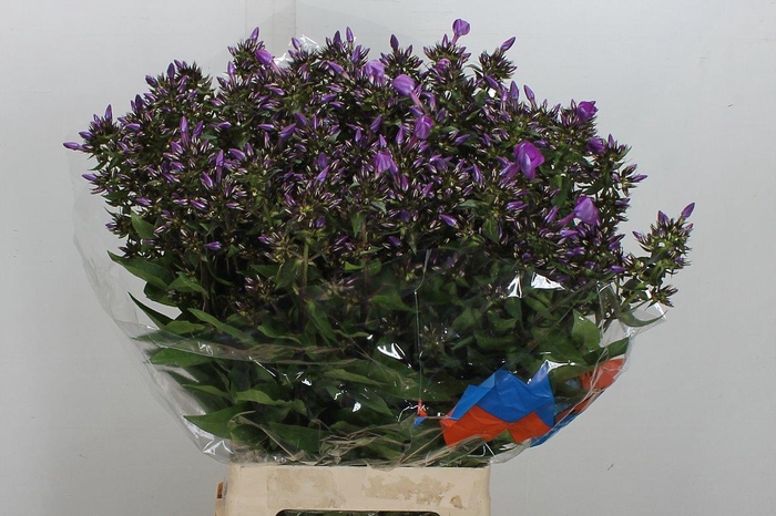 <h4>Phlox P Sky Eyes</h4>