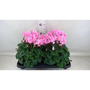 Cyclamen GR 'XL'
