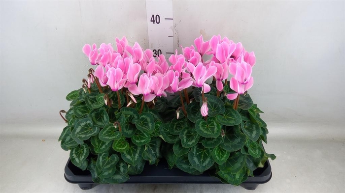 <h4>Cyclamen GR 'XL'</h4>