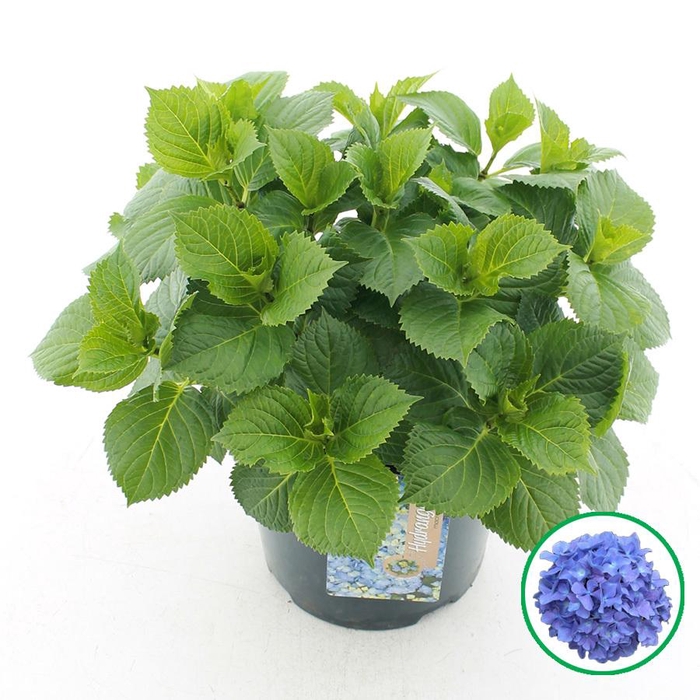 <h4>Hydrangea macr. Blauw C5 (23cm.) Kn.</h4>
