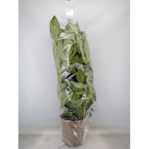 Fatsia japonica   ...