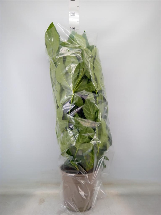 <h4>Fatsia japonica ...</h4>