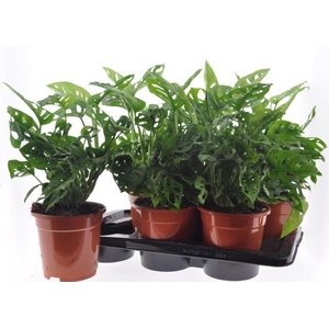 Monstera Obliqua (Leichtlinii) 17Ø 40cm