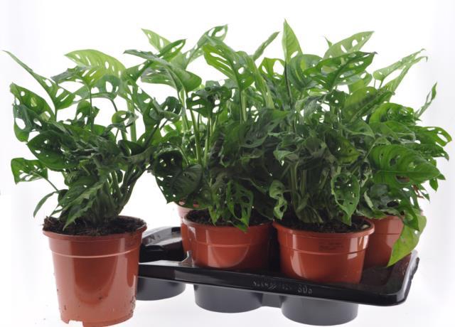 Monstera Obliqua (Leichtlinii) 17Ø 40cm