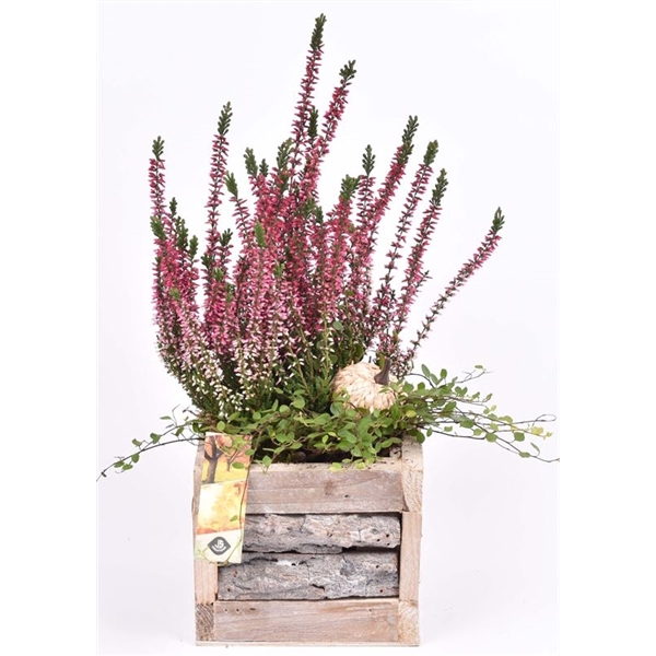 <h4>Hout met boomschors 15x15cm</h4>