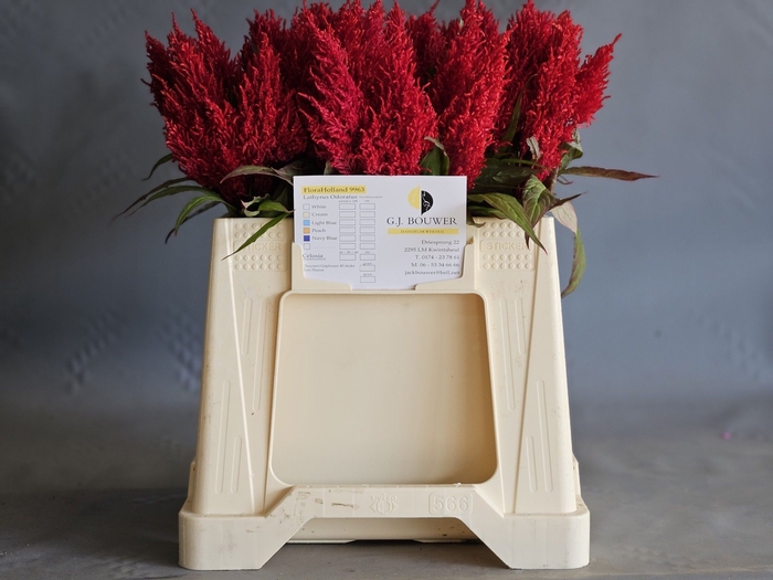 <h4>CEL P SUNDAY RED</h4>