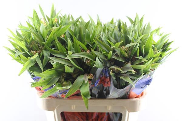 <h4>Alstr Dancing Queen</h4>