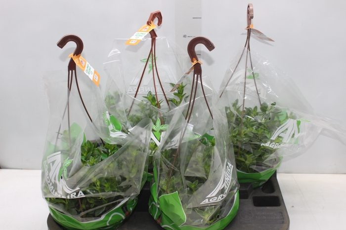 <h4>COLUMNEA PEIXINHO C21</h4>