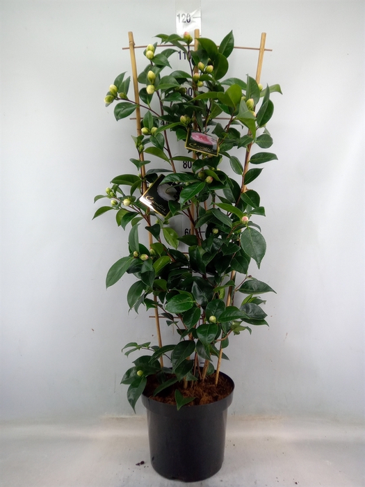 <h4>Camellia   ...mix 2</h4>